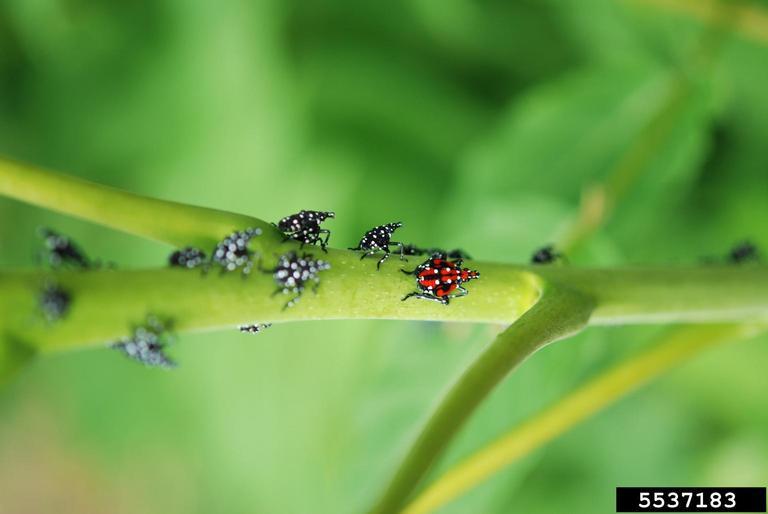 bugs on green branch